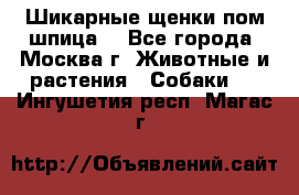 Шикарные щенки пом шпица  - Все города, Москва г. Животные и растения » Собаки   . Ингушетия респ.,Магас г.